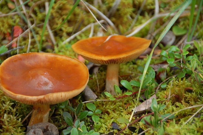 mushrooms, jasper national park